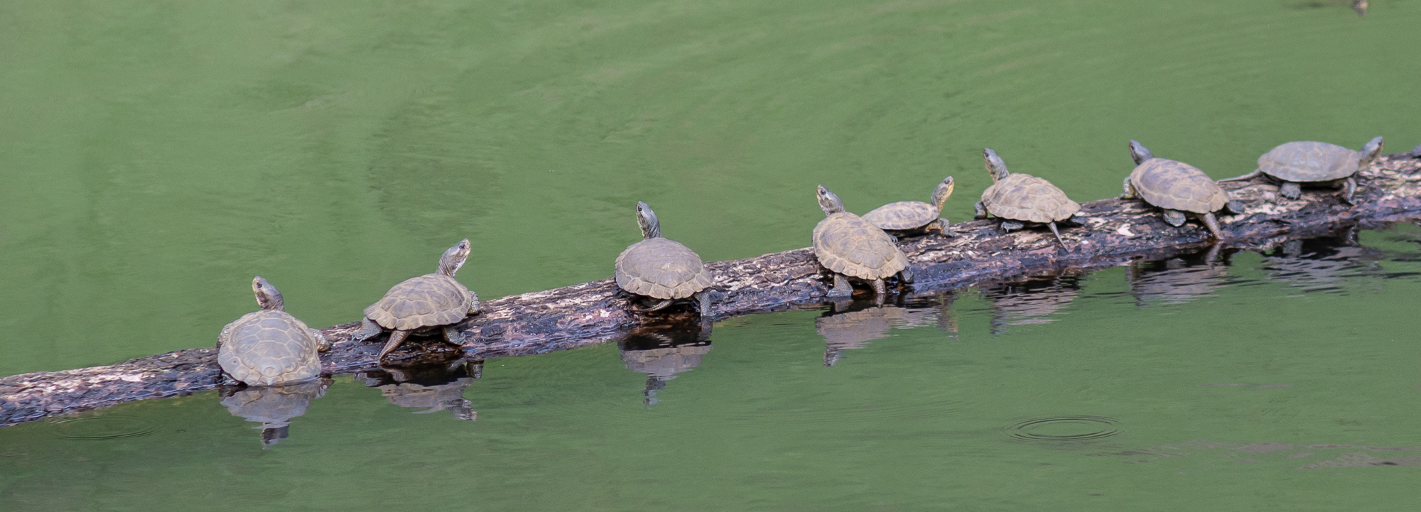 2018-19 Annual Report: Partnering for Pond Turtles