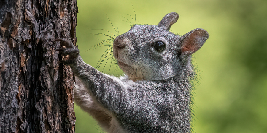 Western Gray Squirrels Uplisted to Endangered Status in Washington State
