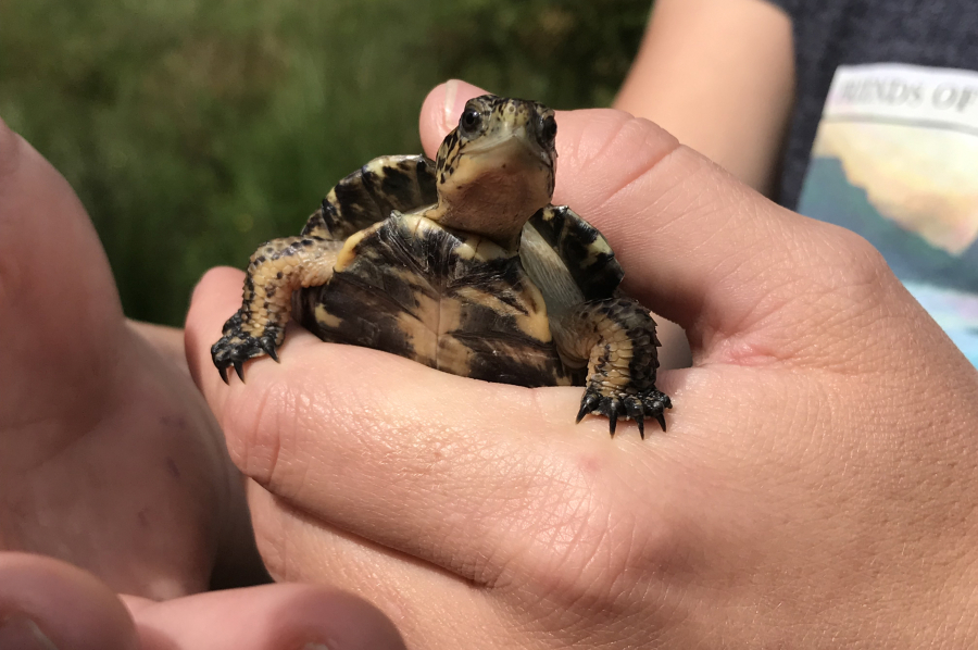 C-W Post-Record: Turtle Release Gives Threatened Species a Head Start