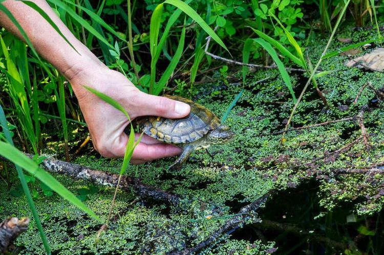 Zoo-Reared Western Pond Turtles Released in Gorge