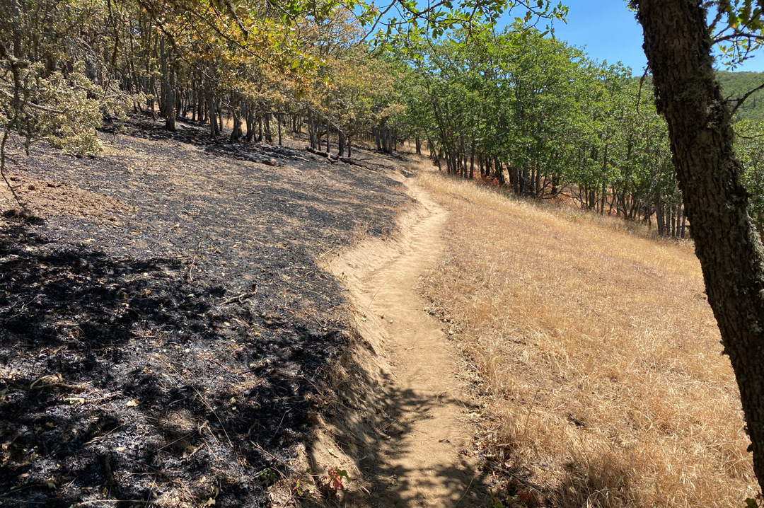 How the Lyle Hill Fire Affected Our Lyle Cherry Orchard Preserve