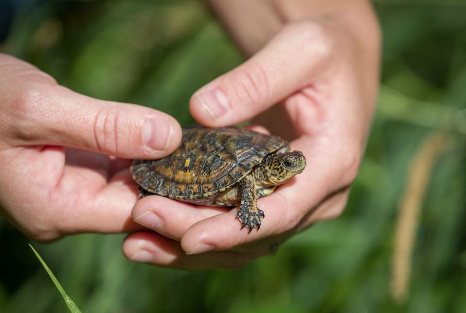2018-19 Annual Report: Partnering for Pond Turtles