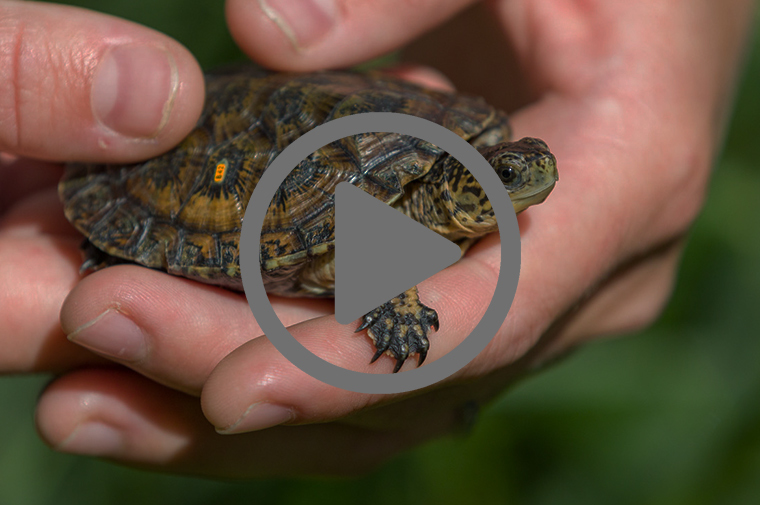 TVW: Field Report: Saving the Pond Turtles (Video)