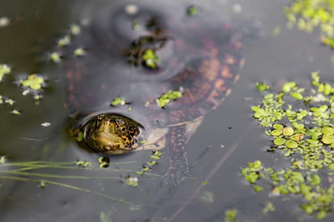 Small Step for Friends, Big Step for Pond Turtles