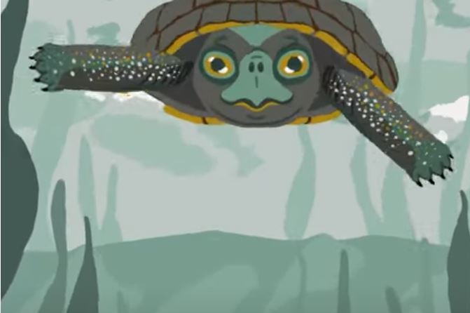 Friends Premieres Gorge Wildlife Animations for Biodiversity Week 2021