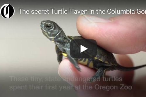 The Oregonian: Inside the Preserve That’s Bringing Baby Turtles Back to the Gorge