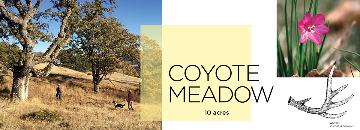 Coyote Meadow