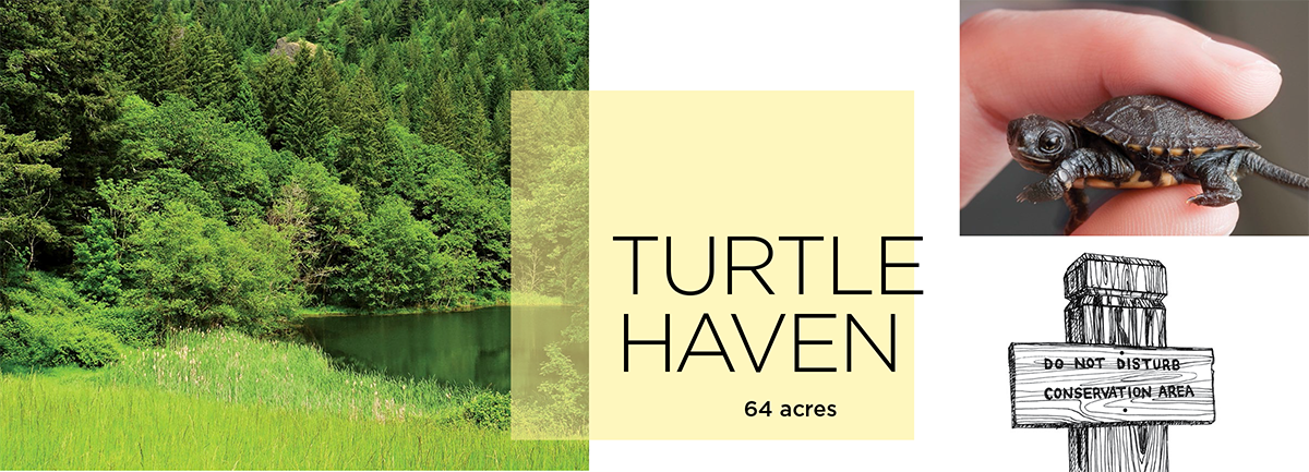 Turtle Haven