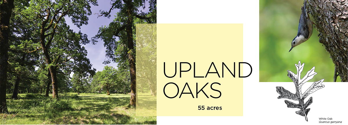Upland Oaks