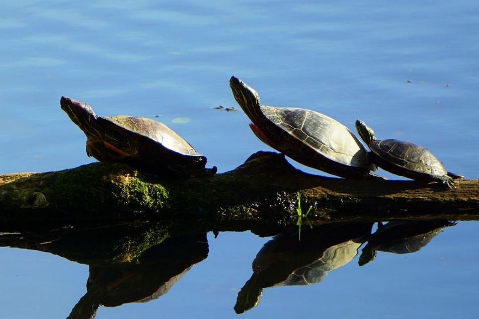 On World Turtle Day, New Conservation Property Enhances Habitat