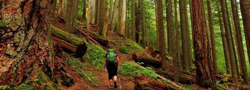 Pacific Crest Trail, Benson State Park Reopen After Eagle Creek Fire