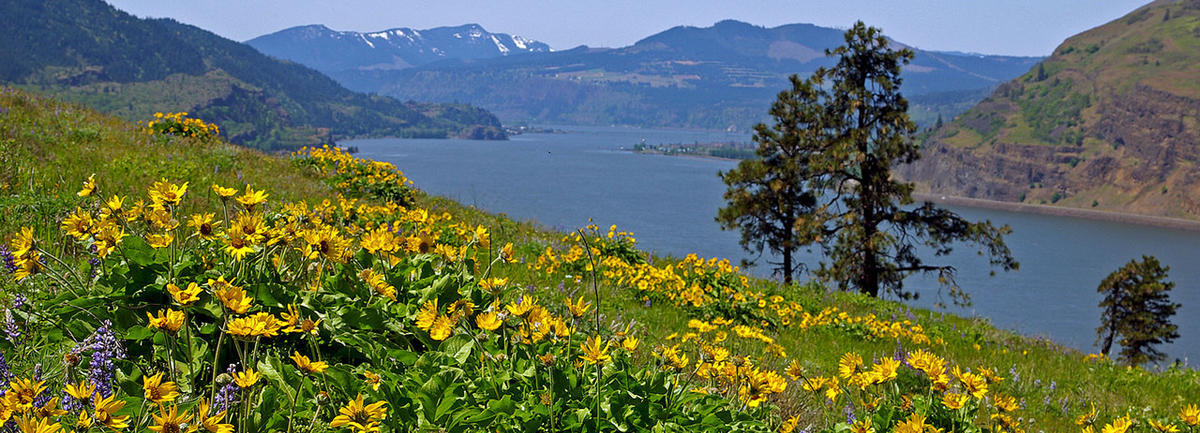 Connecting With the Gorge: The Mosier Plateau Trail