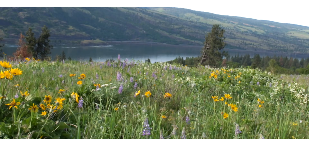 Meadow of wildflowers with purples and yellows.