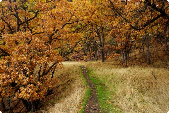 Autumnal day, golden leaves, and a single track path through the woods.