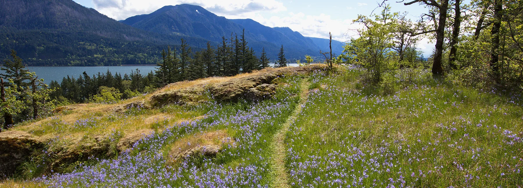 A Gorge camas patch in bloom. (photographer: Micheal Drewry)