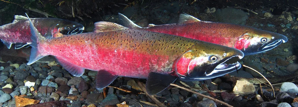 Coho salmon. (photographer: Roger Tabor, U.S. Fish & Wildlife Service)