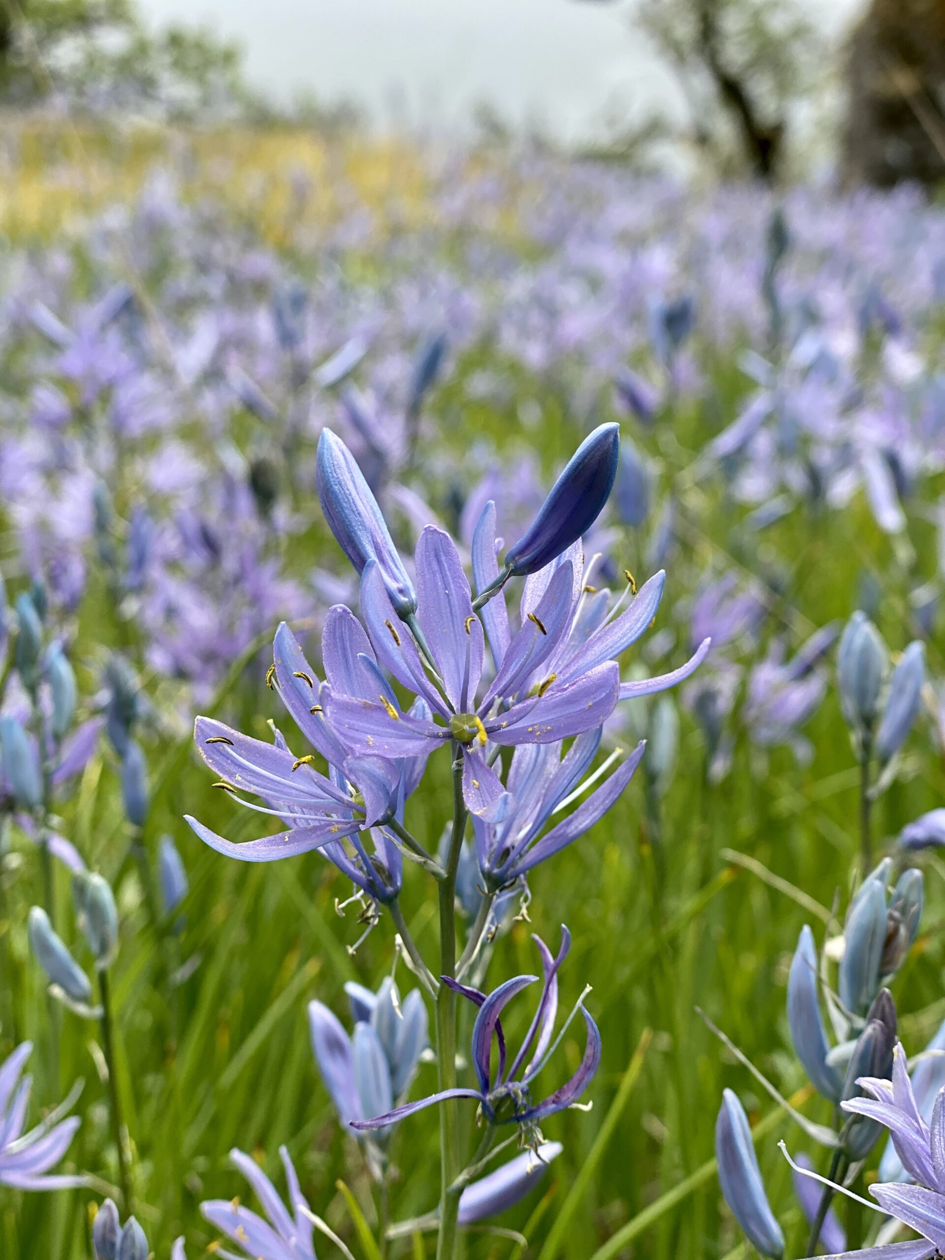 Common camas in bloom. (photographer: Melissa Gonzalez)
