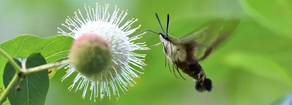 A hummingbird clearwing moth pollinates a flower. (photo: Friends archive)
