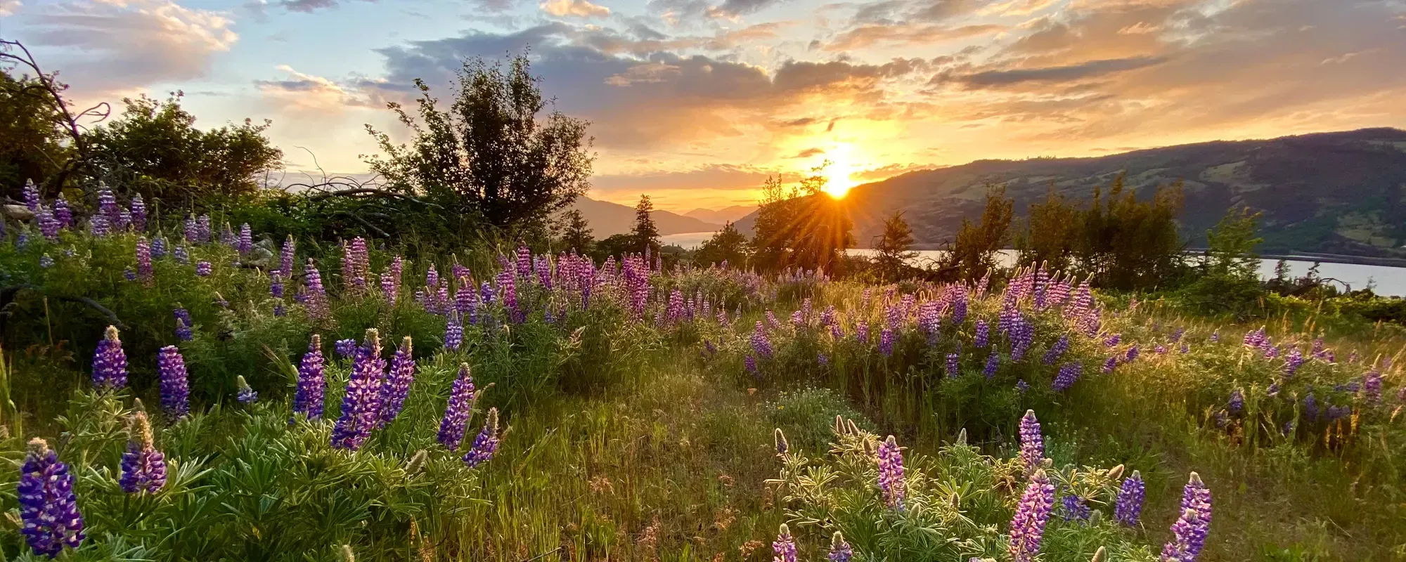 Lupine