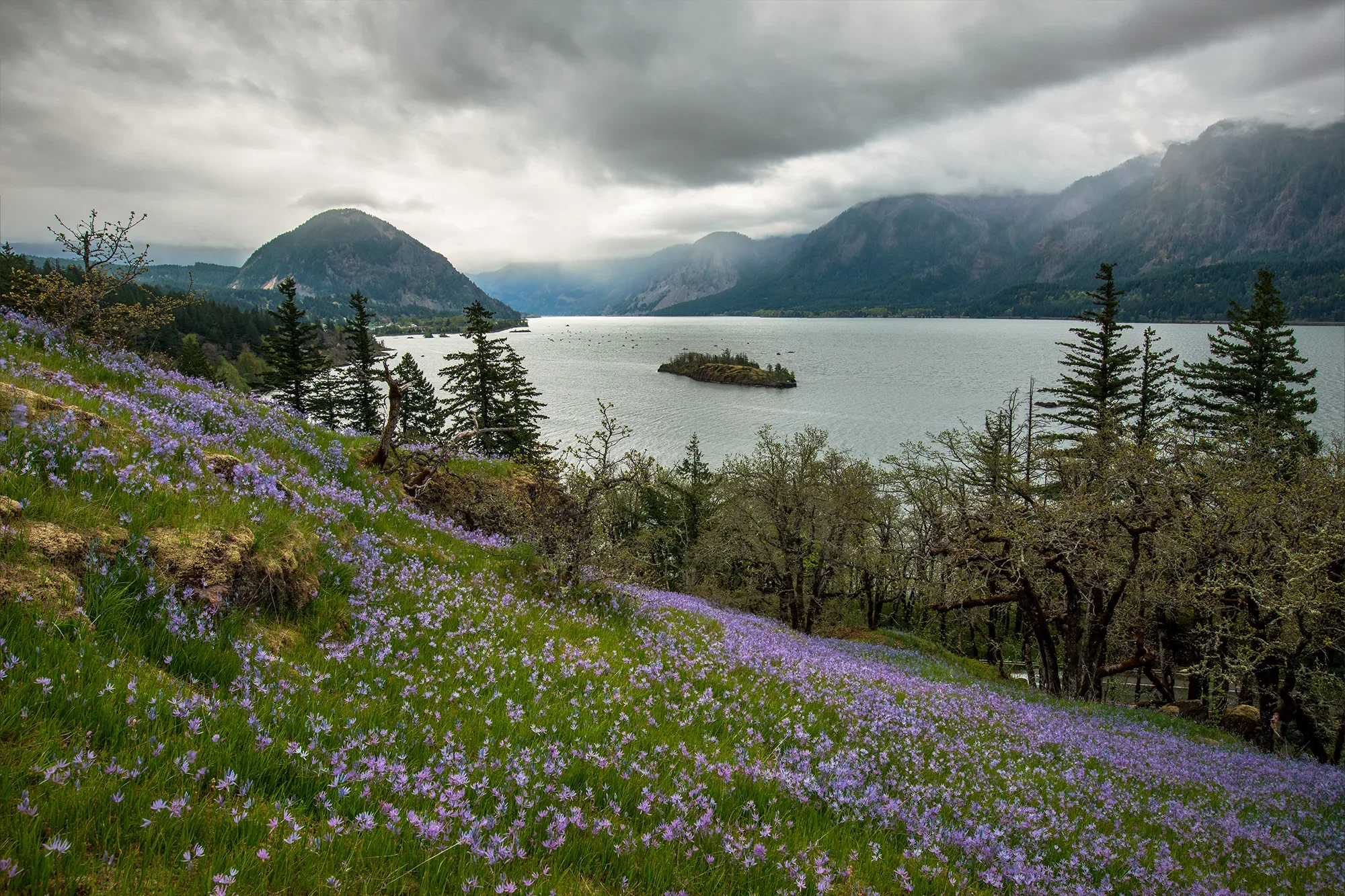 Camas Patch. Photo by Cate Hotchkiss.