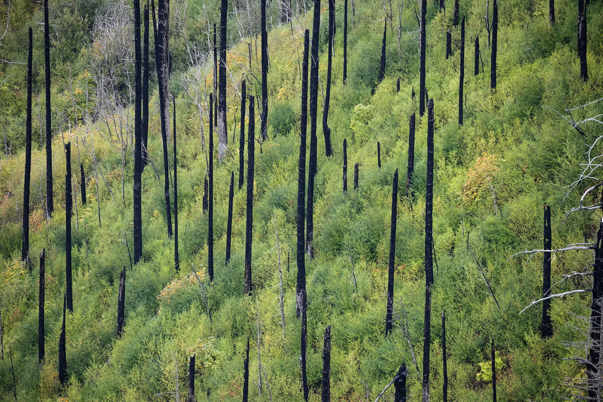 Regrowth has begun after the 2017 Eagle Creek Fire, but wildfires are becoming more frequent in the region. Photo from Friends archives.