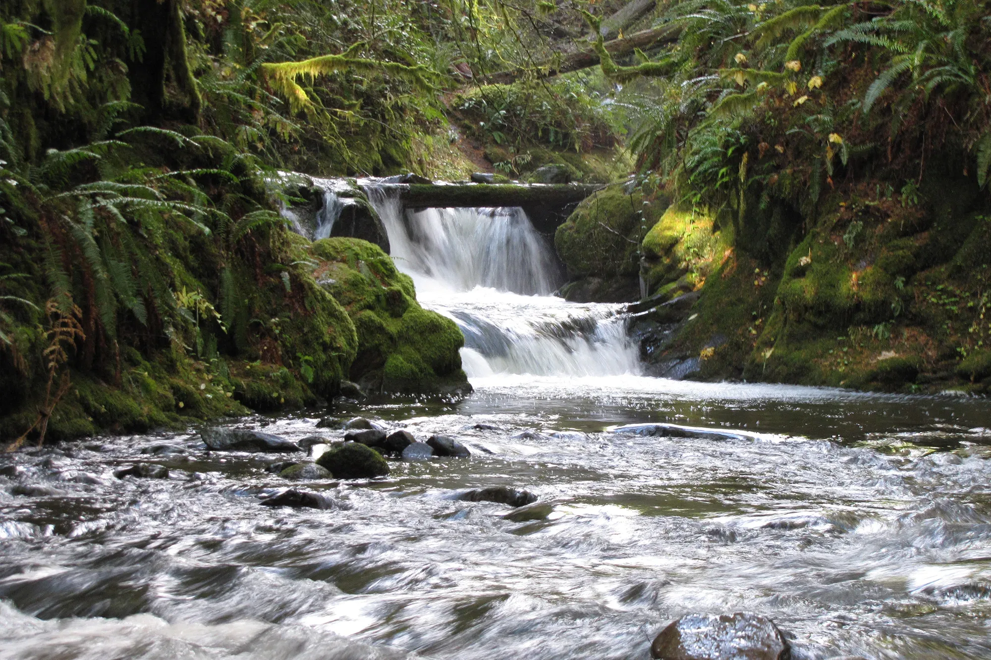Good's Woods. Photo from Friends' archives.