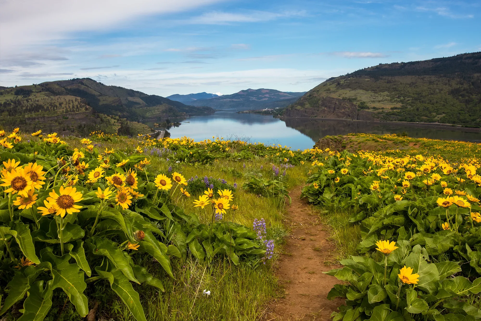 Wildflowers at Mosier Plateau. Photo by Cate Hotchkiss.