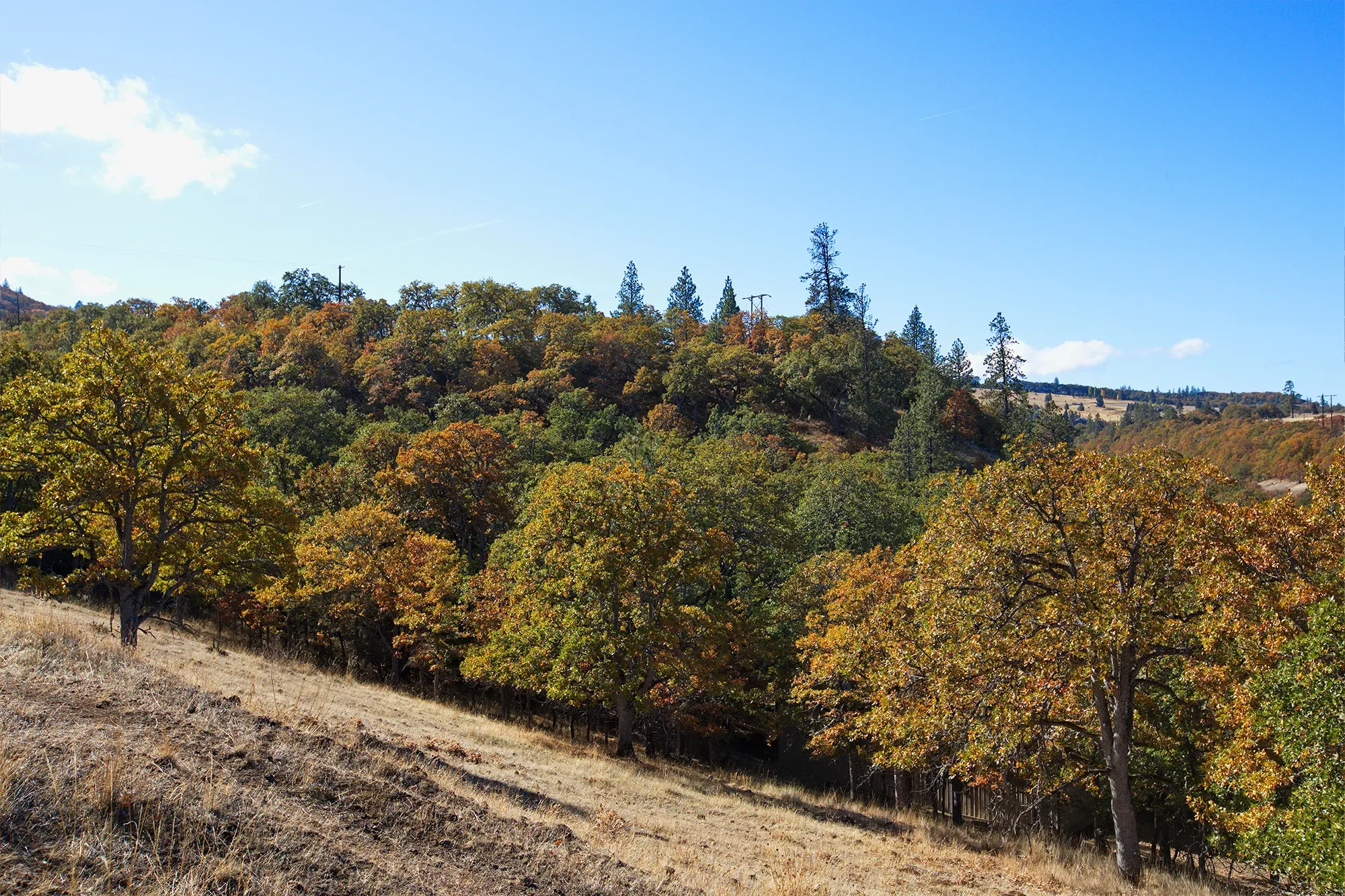 Rowena Oaks. Photo from Friends' archives.