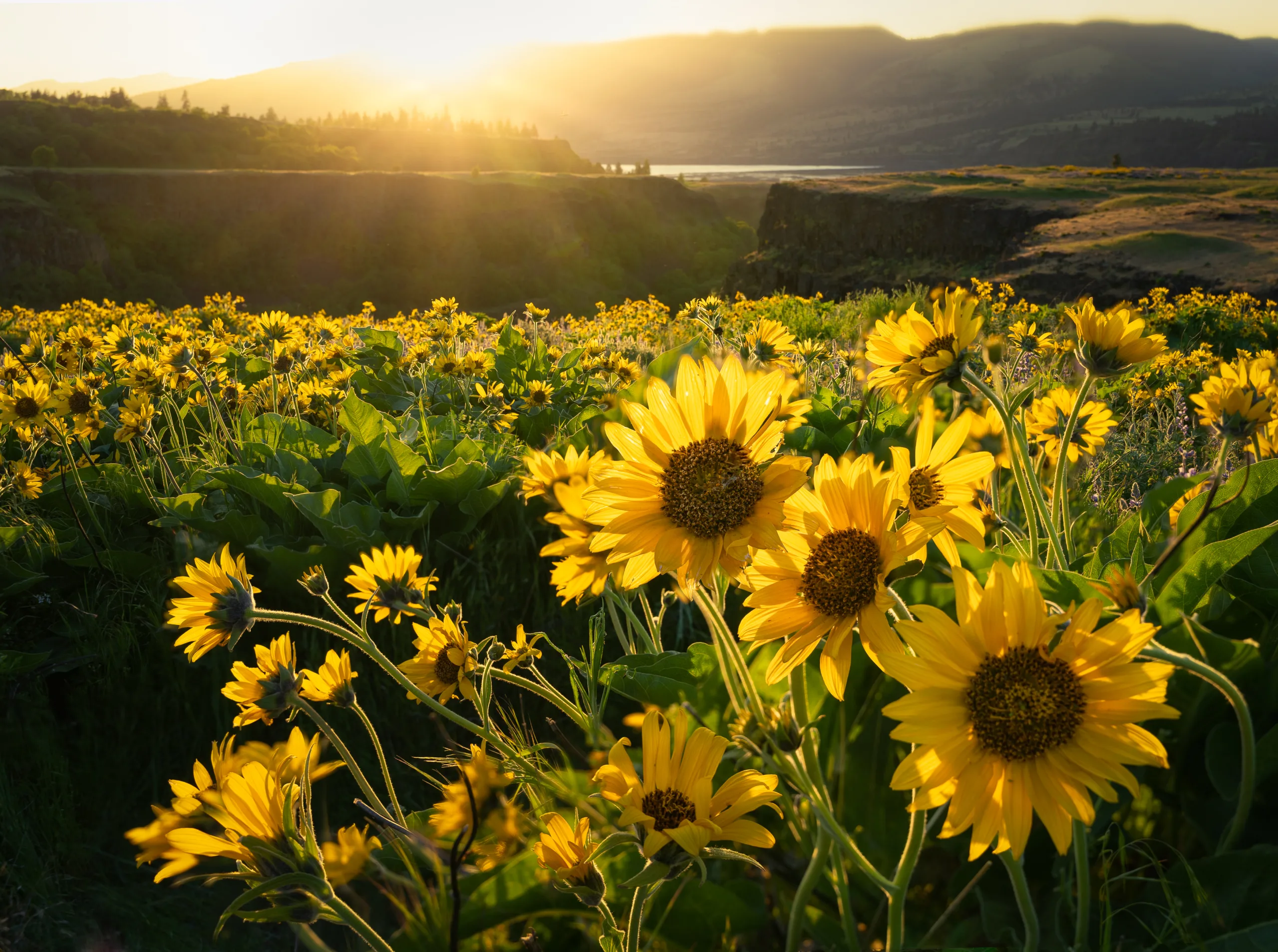 Wildflowers at Rowena Plateau. Photo by Christian Platt.