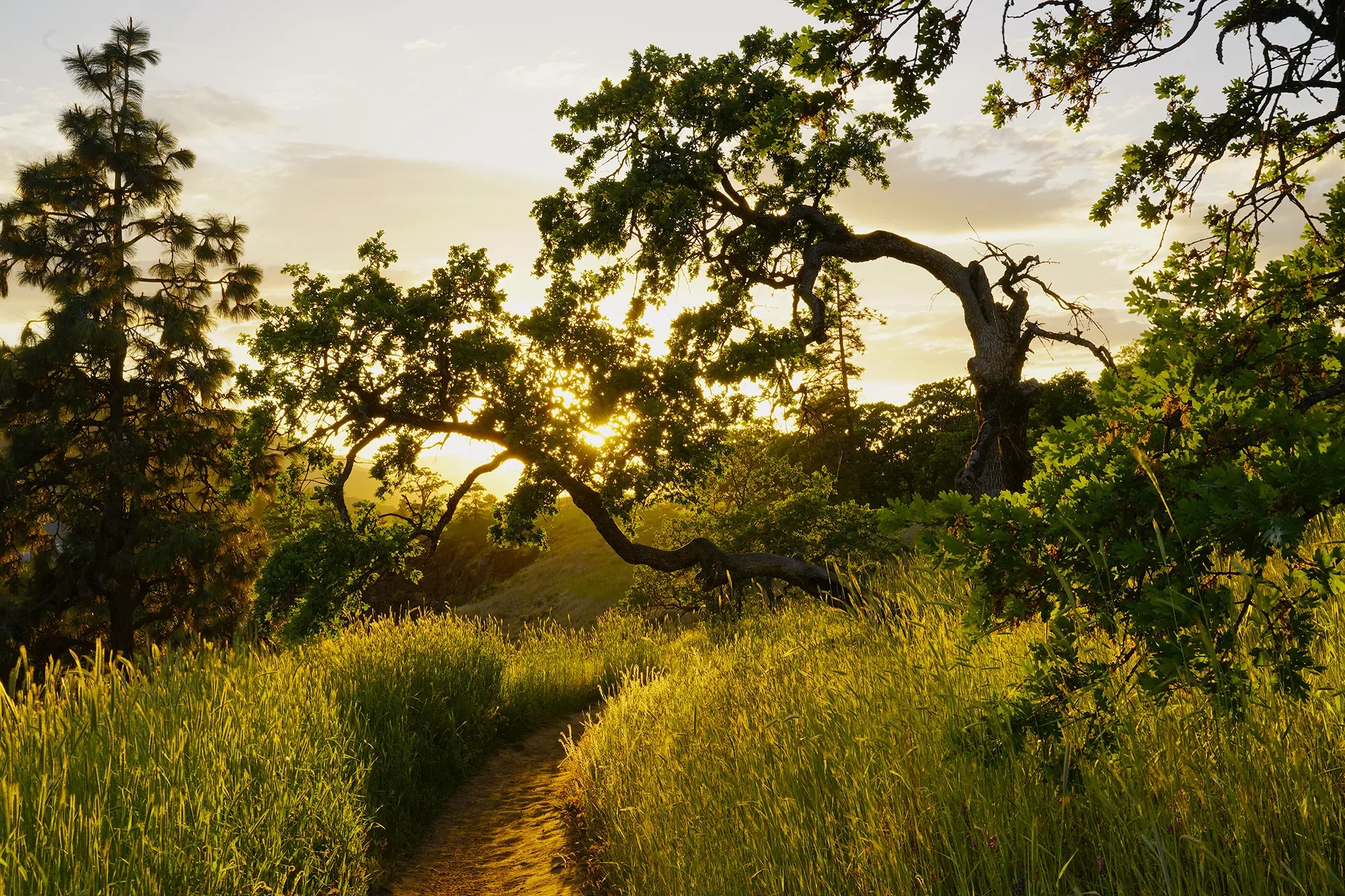 Sunlit oaks at Mosier Plateau Trail. Photo by Dave Edwards Noyes.