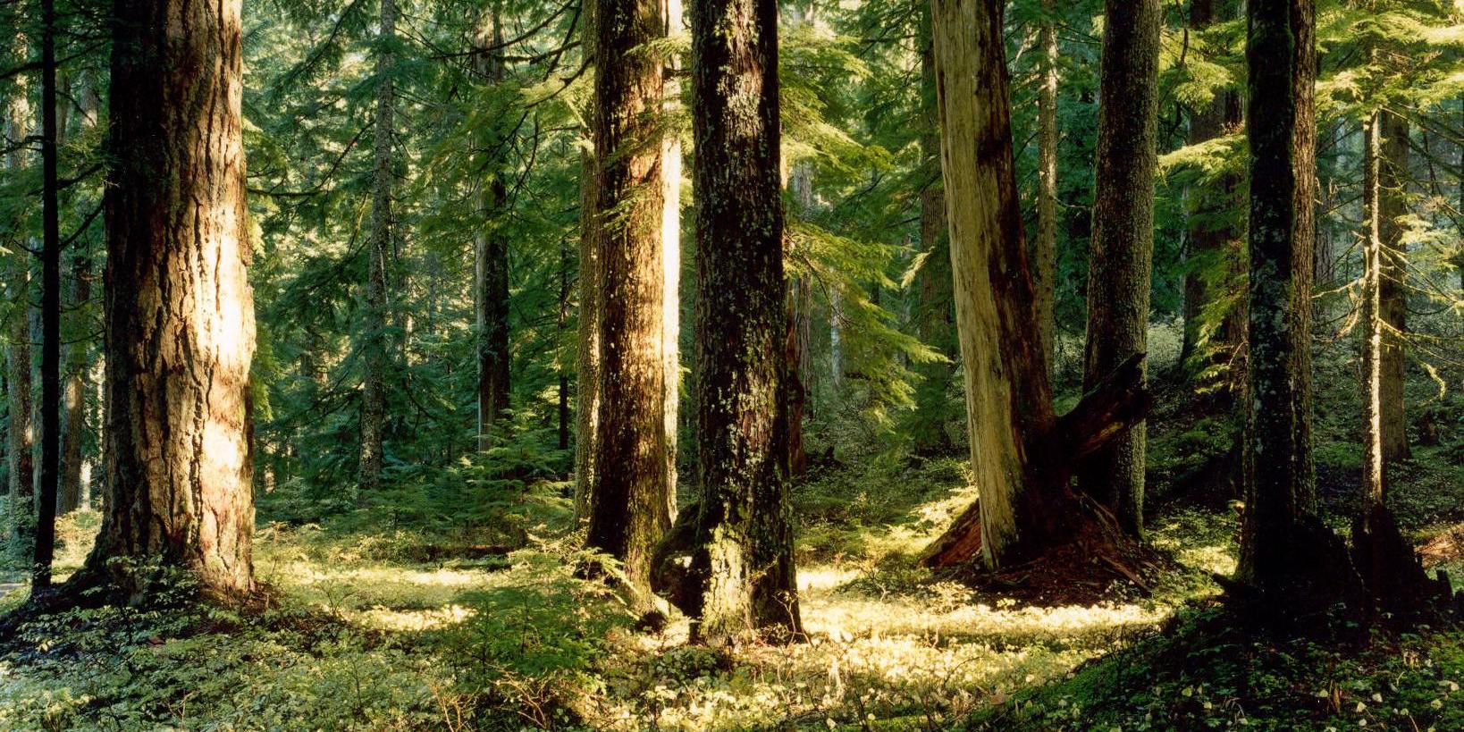 Old growth forest on Larch Mountain. Photo by Oliver Dalton.