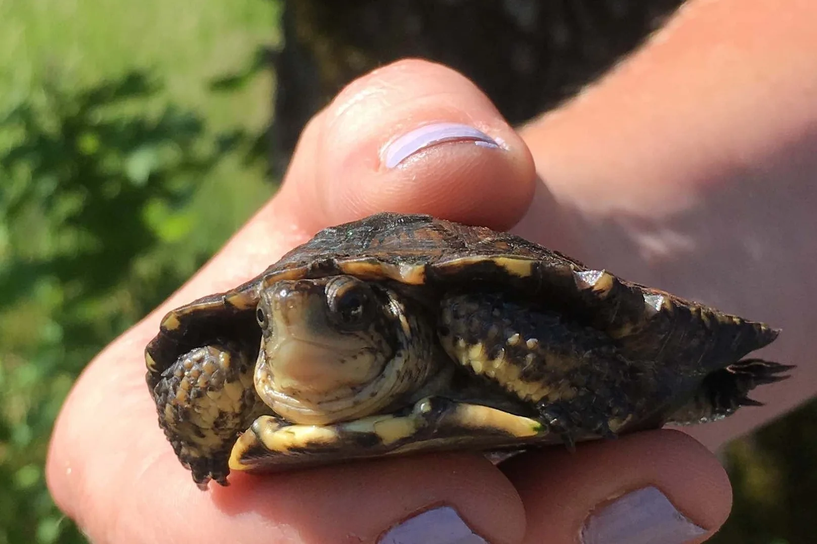 One of the 15 western pond turtle hatchlings released at the Turtle Haven land trust property this year. (video still by Michael Durham, Oregon Zoo)