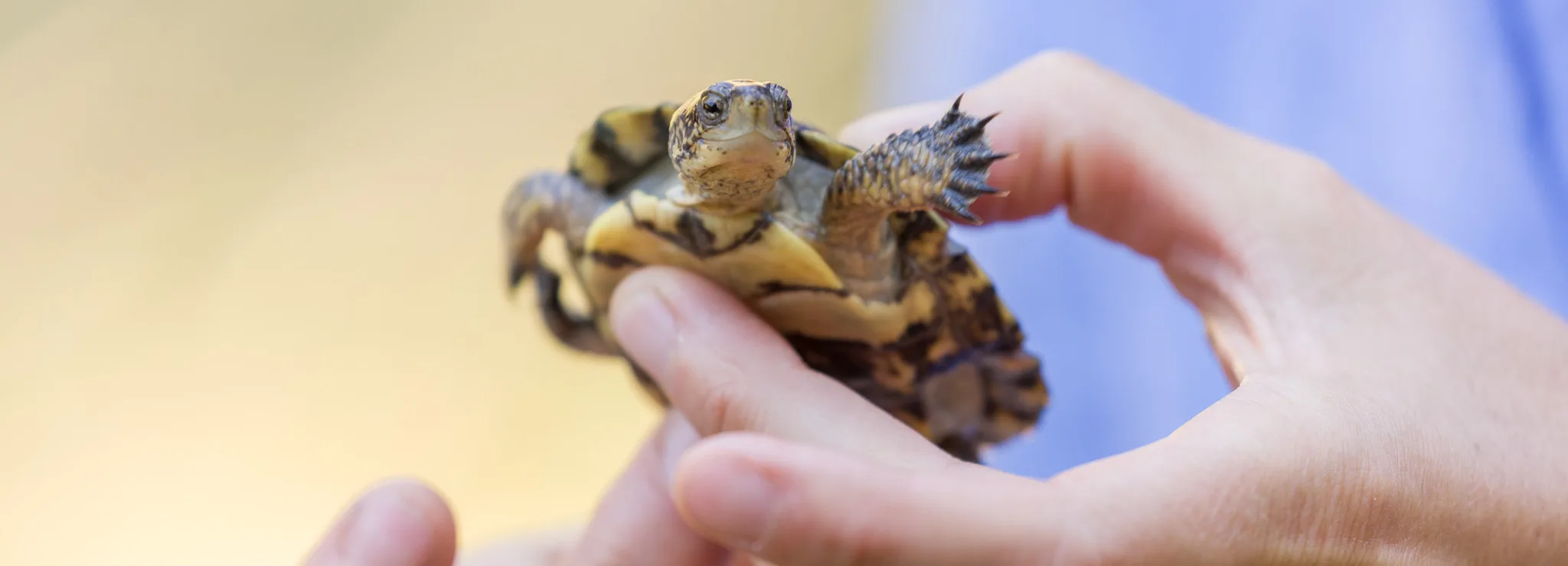 A young western pond turtle almost appears to smile as it is about to be released into its natural habitat at the Turtle Haven preserve. (photographer: Vince Ready, Lasting Light Photography