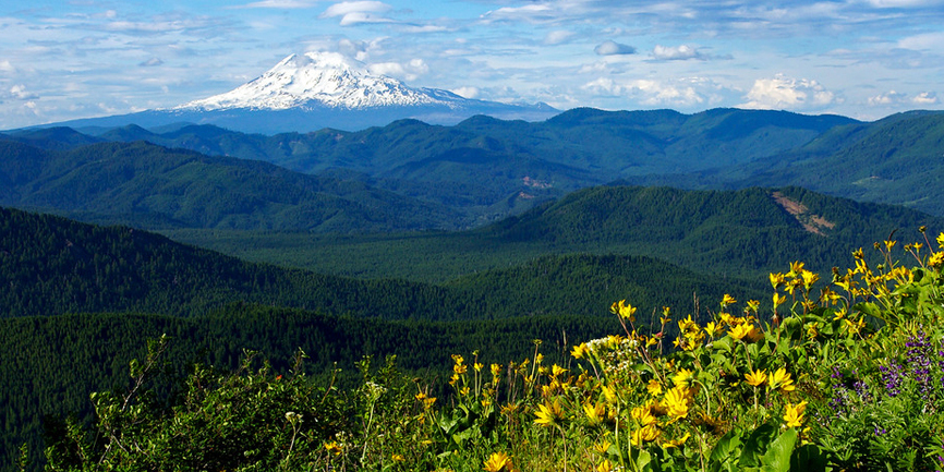Spring wildflower meadows on Augspurger Mtn. Photo by Joe Urmos.