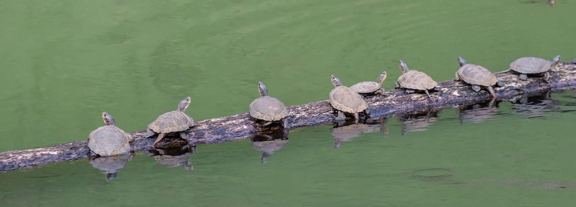 Western pond turtles basking in the sun in Skamania County. (Photographer: Brandon Davis)