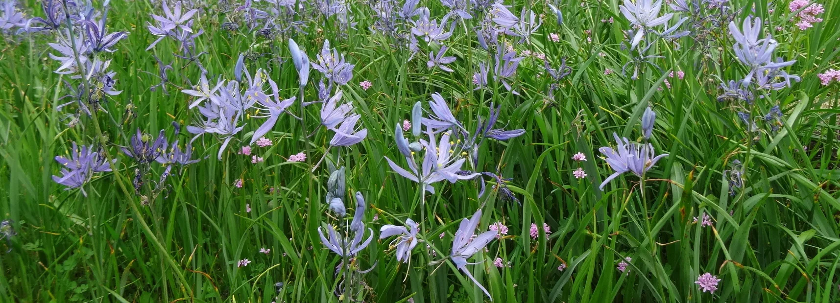 Camas is an indigenous first food in the Columbia Gorge. (photographer: Lianna Brown)