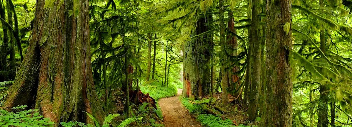 View on Green Point Ridge trail. Photo by Debbie Asakawa.