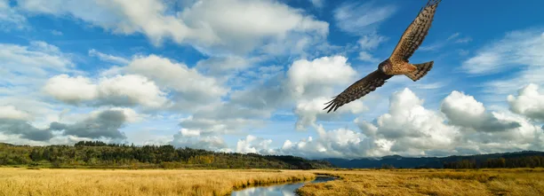 Detail from a 2017 composite image: a female harrier glides above Steigerwald Lake National Wildlife Refuge. (photographer: Ken Pitts)