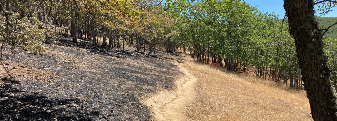 A section of trail at the Lyle Cherry Orchard Preserve serves as a dividing line between scorched land and an area left relatively untouched by July's Lyle Hill fire. (photographer: Sara Woods)
