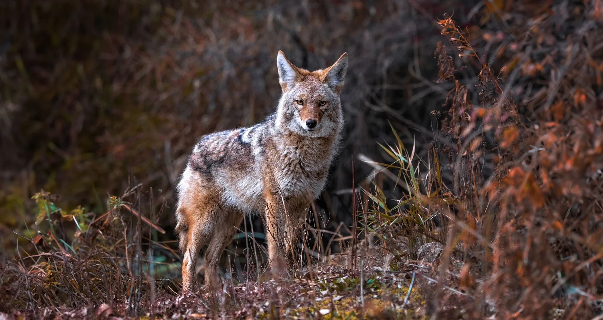 Un coyote deambula por el bosque. Foto de Annette Shaff.