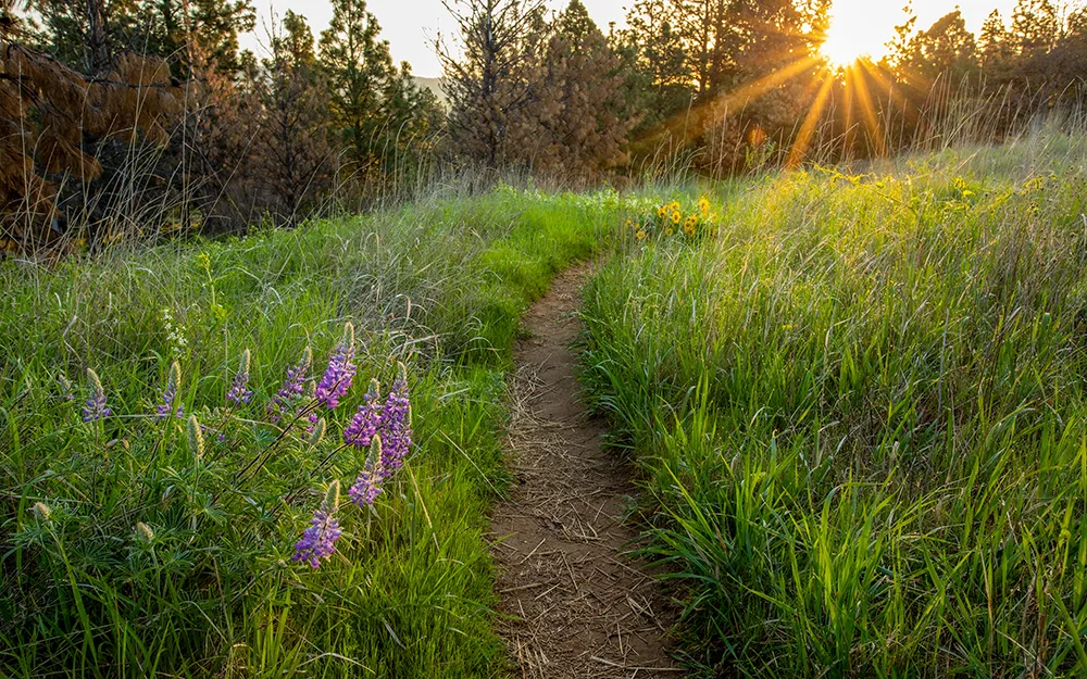Mosier Plateau Trail. Photo by Cate Hotchkiss.