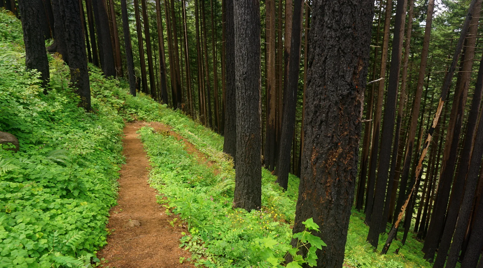 Post-Eagle Creek fire regeneration along trail to Devil's Rest. Photo by Debbie Asakawa.