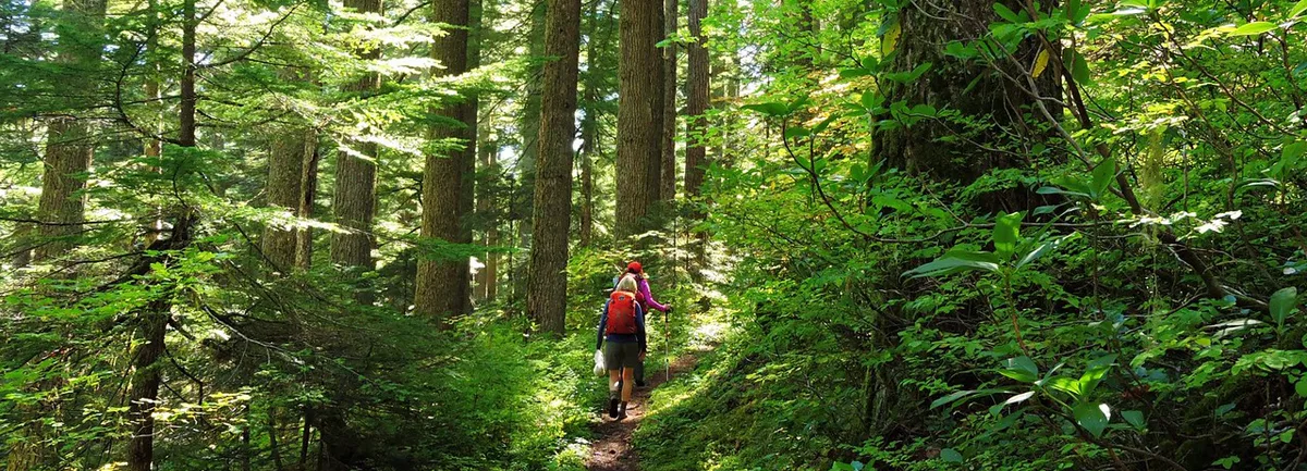 On the Larch Mountain trail. Photo by Debbie Asakawa.