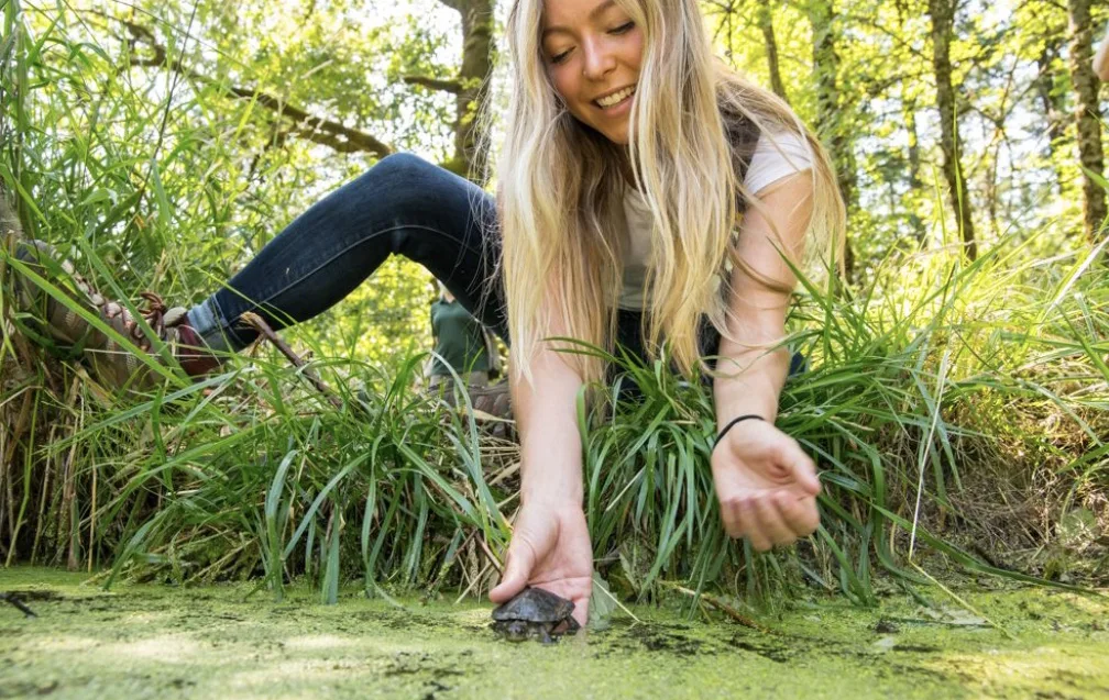 Natasha Stone releases a western pond turtle into a Turtle Haven pond. (Hova Najarian, Oregon Zoo)