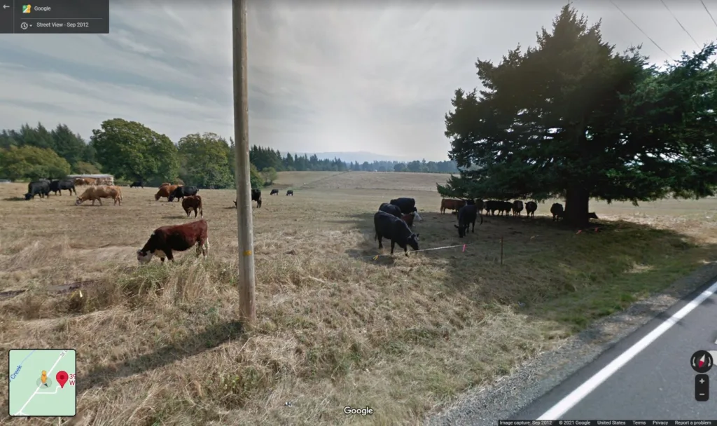 Google Street View captured a photo of cattle grazing the DeTemple farm in 2012.