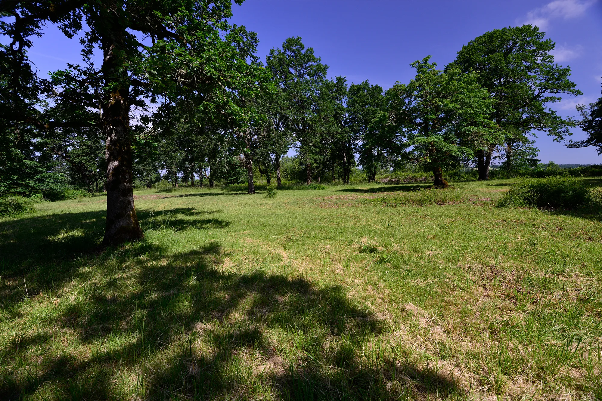 Upland Oaks. Photo from Friends archives.