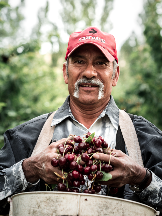 HB 4002 will improve pay and working conditions for Oregon farmworkers, including Vicente, who works in cherry orchards near Mosier, Oregon. (photographer: Paloma Ayala)
