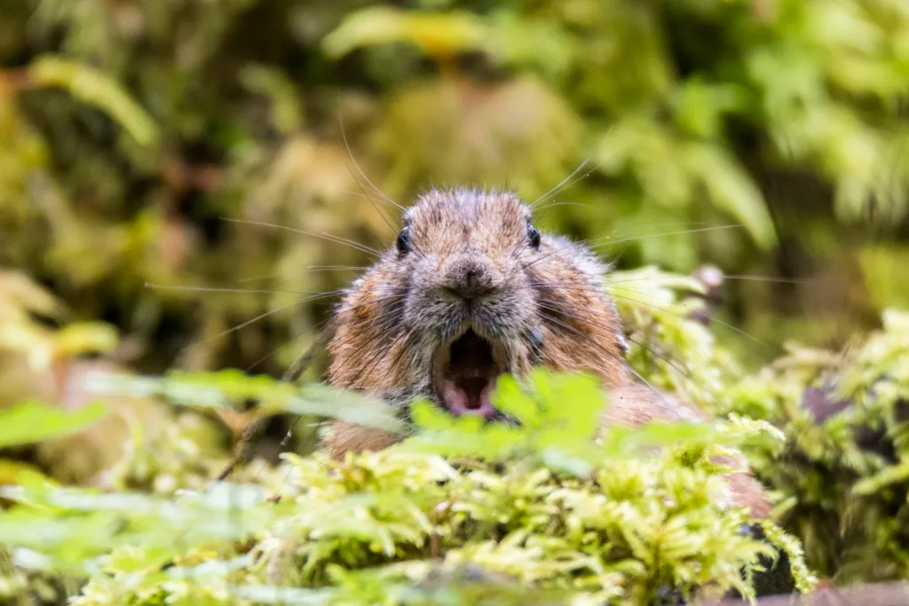 An American pika, seen in the Gorge. The species is highly vulnerable to climate change. (photographer: Linda Steider)