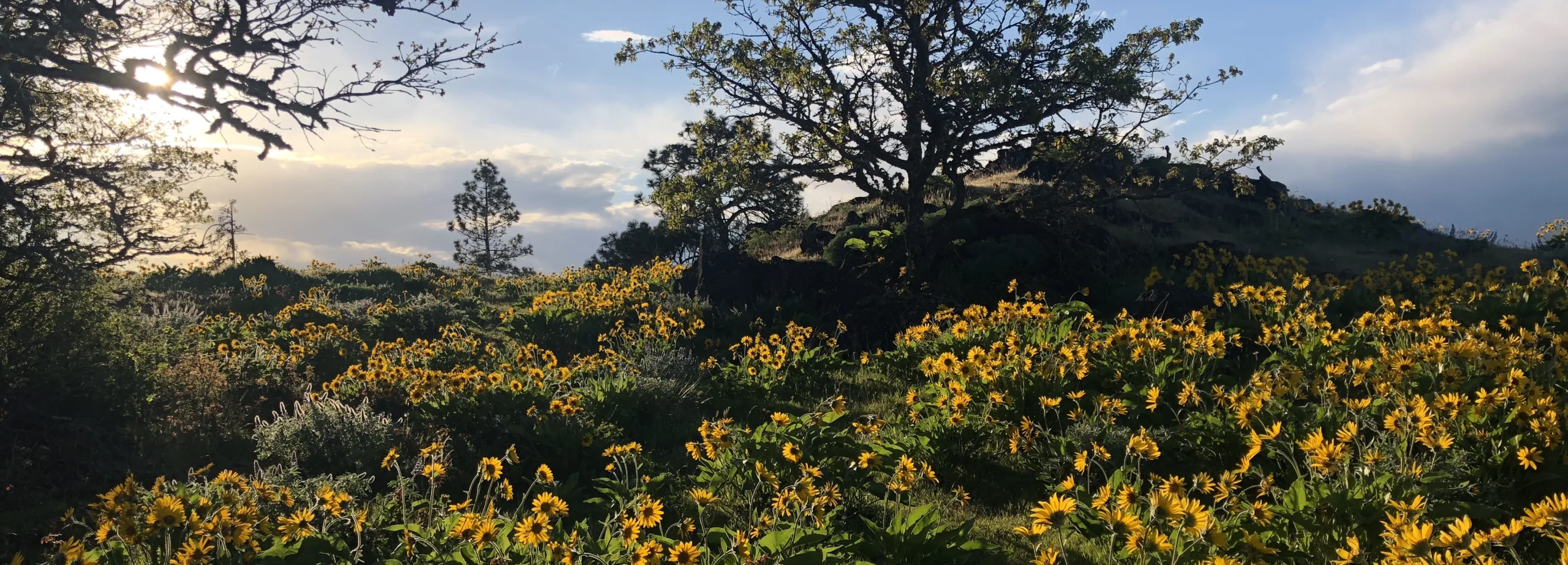 Wildflowers at Tom McCall Preserve. (photographer: Becky Brun)