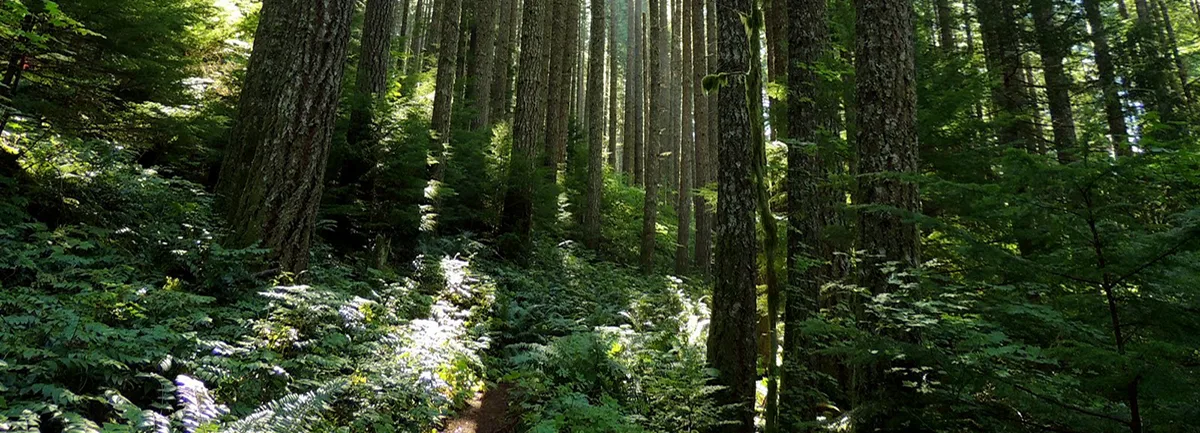 Into the forest on the trail to Tanner Butte. Photo by Debbie Asakawa.